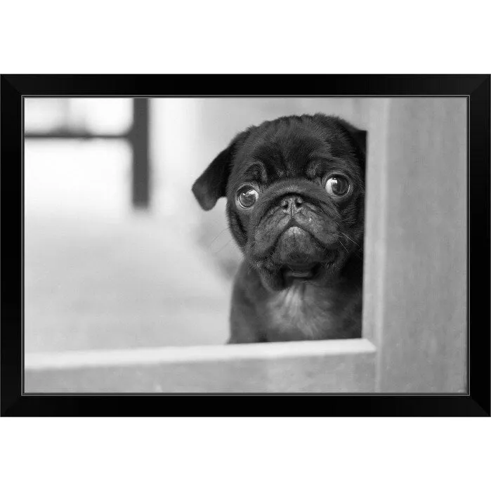 "Black Pug puppy" Black Framed Print