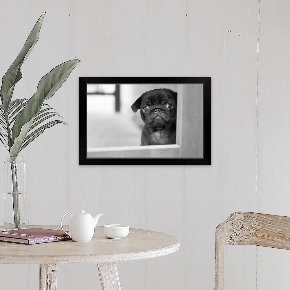 "Black Pug puppy" Black Framed Print